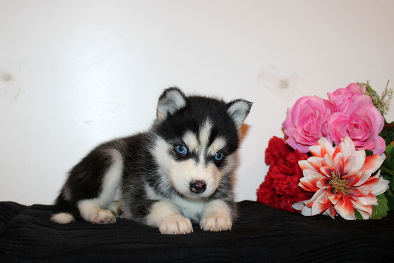 puppy, for, sale, Pomsky, Matthew B. Stoltzfus, dog, breeder, Gap, PA, dog-breeder, puppy-for-sale, forsale, nearby, find, puppyfind, locator, puppylocator, aca